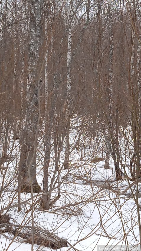 Кот и Кит. Вербочка — Фотоистории с куклами BJD (БЖД): сериалы