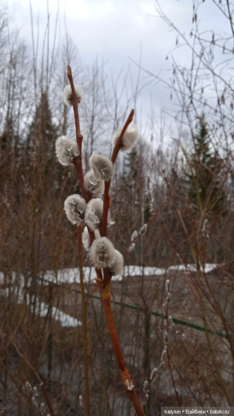 Кот и Кит. Вербочка — Фотоистории с куклами BJD (БЖД): сериалы (фото 7)