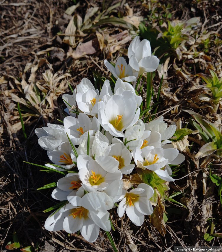 Mignonette отдыхают в саду (фото 9)