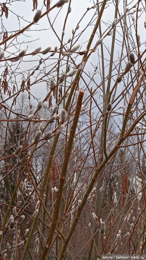 Кот и Кит. Вербочка — Фотоистории с куклами BJD (БЖД): сериалы (фото 5)