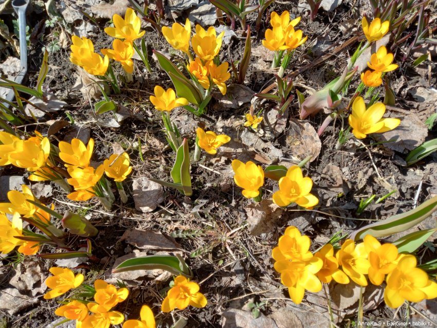 Mignonette отдыхают в саду