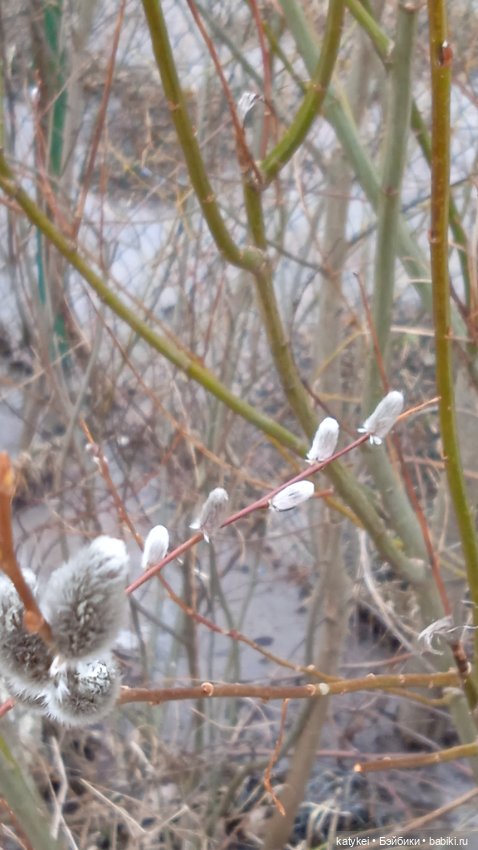 Кот и Кит. Вербочка — Фотоистории с куклами BJD (БЖД): сериалы (фото 3)