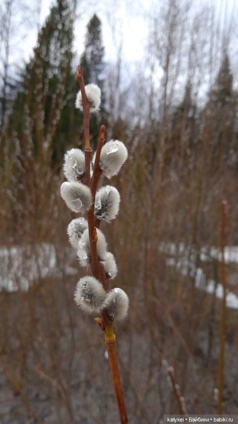 Кот и Кит. Вербочка — Фотоистории с куклами BJD (БЖД): сериалы (фото 6)