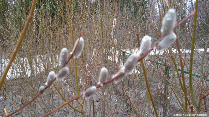 Кот и Кит. Вербочка — Фотоистории с куклами BJD (БЖД): сериалы (фото 8)