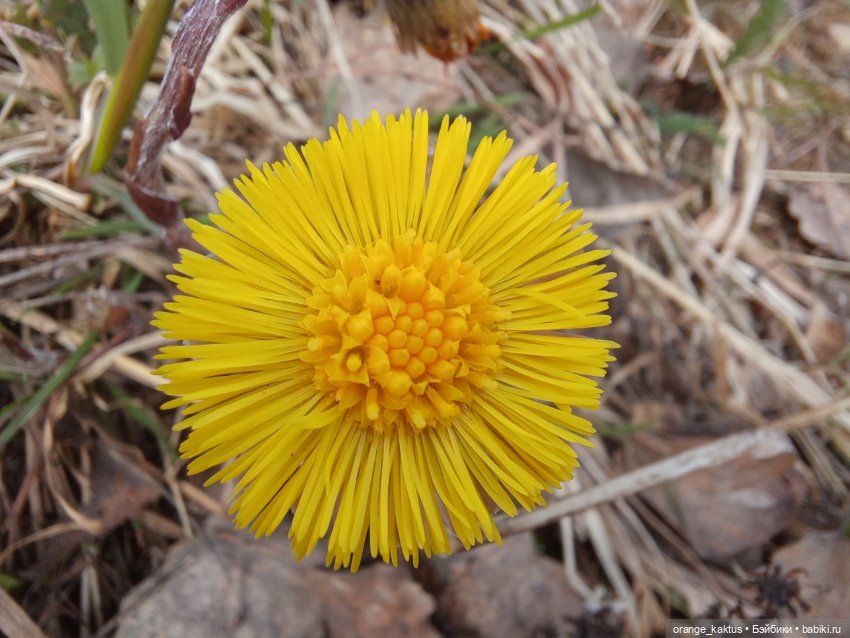 Первая прогулка Юли — Аналоги Барби и куклы 1/6: клоны 90 (фото 5)