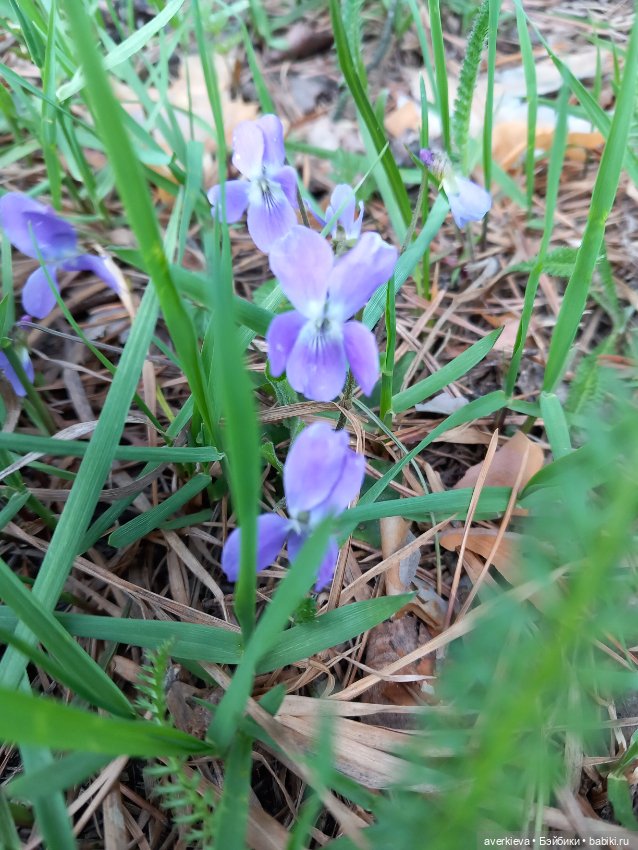 Авторские мишки Тедди и друзья: фото (фото 9)