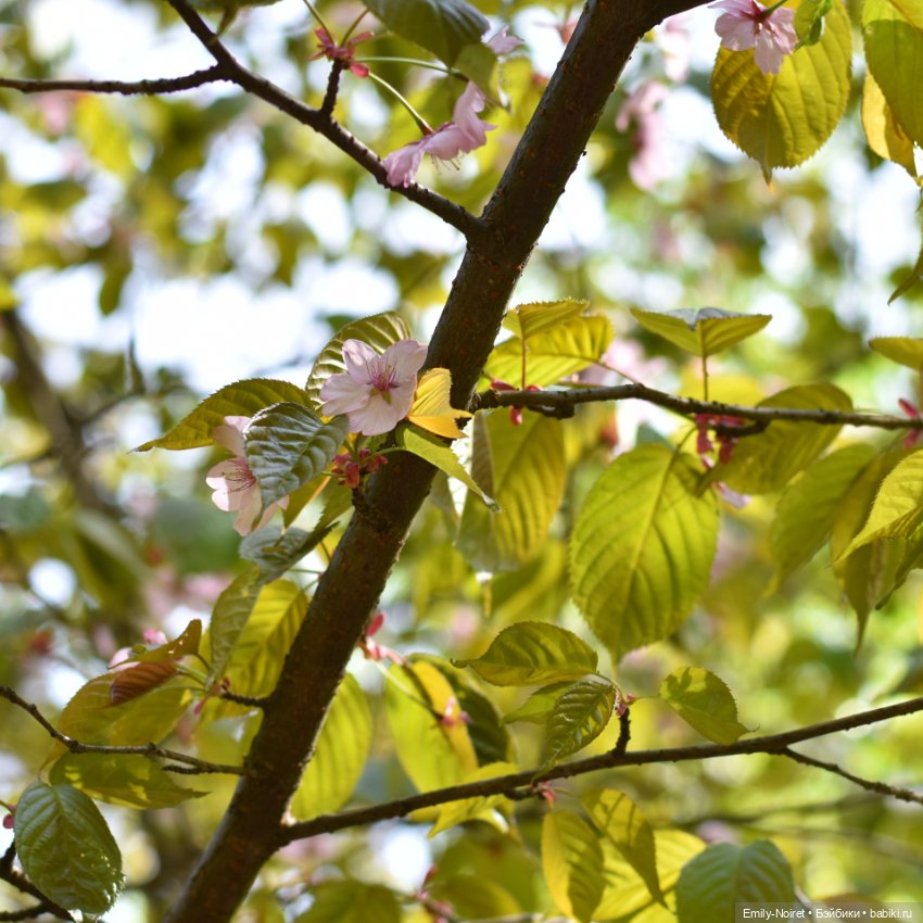 Весенняя прогулка — Коллекции игровых кукол (Playline): фото полок