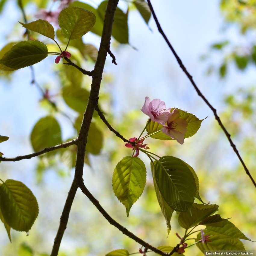 Весенняя прогулка — Коллекции игровых кукол (Playline): фото полок