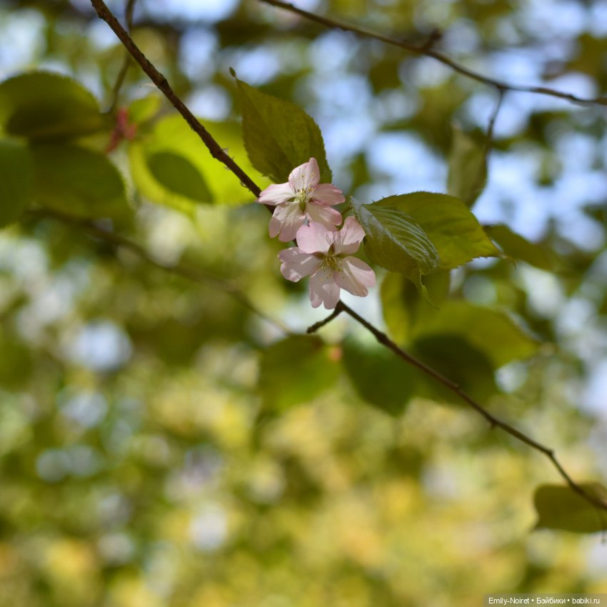 Весенняя прогулка — Коллекции игровых кукол (Playline): фото полок