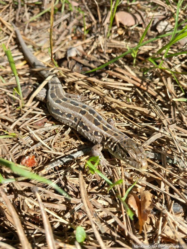 Есть ли дорога "в обратно?"