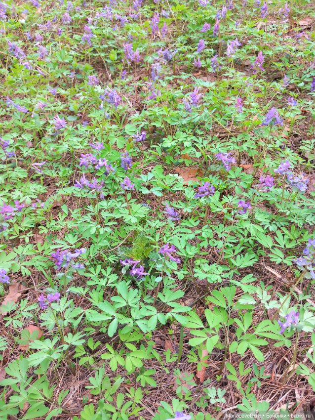 Есть ли дорога "в обратно?"