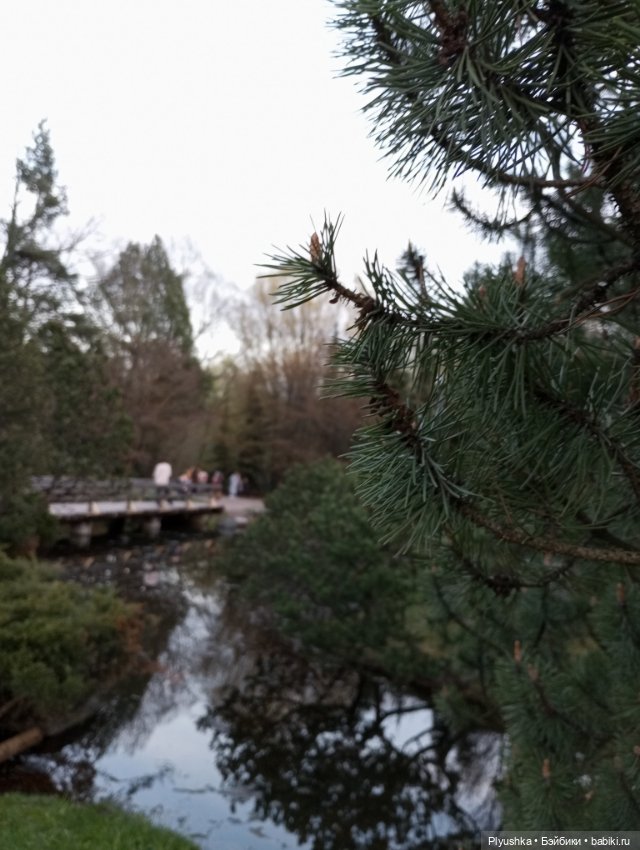 Вечер в Японском саду или неудавшееся Ханами
