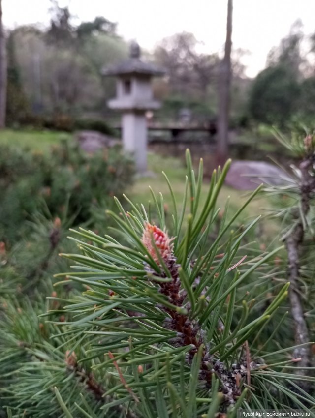 Вечер в Японском саду или неудавшееся Ханами
