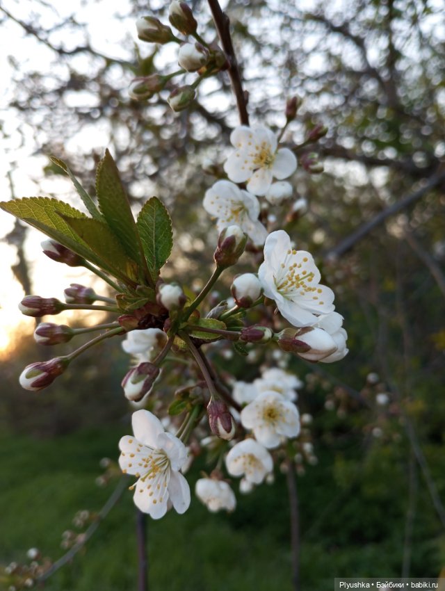 Вечер в Японском саду или неудавшееся Ханами