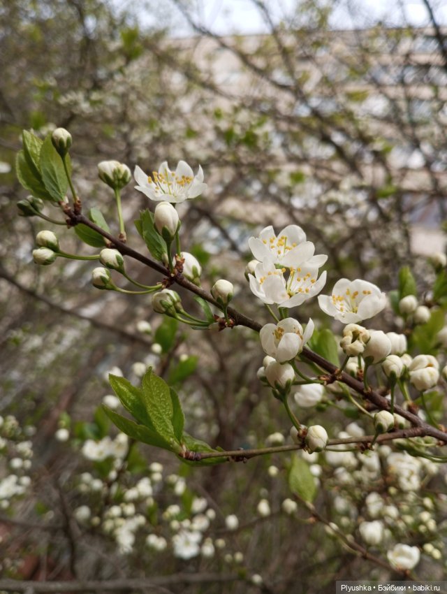 Вечер в Японском саду или неудавшееся Ханами