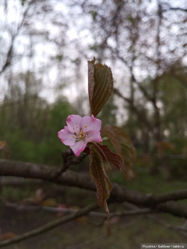 Вечер в Японском саду или неудавшееся Ханами