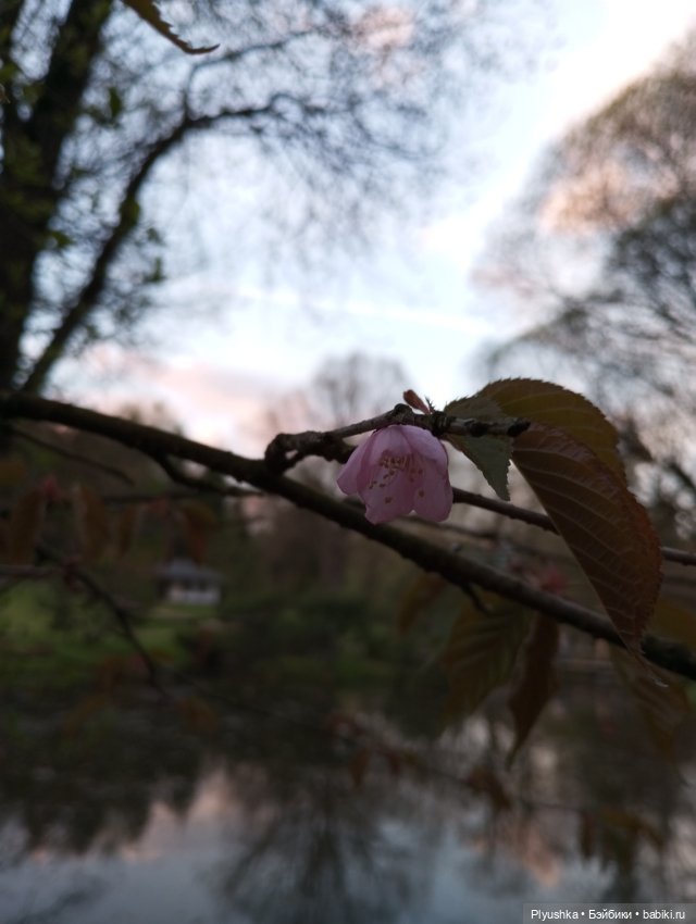 Вечер в Японском саду или неудавшееся Ханами
