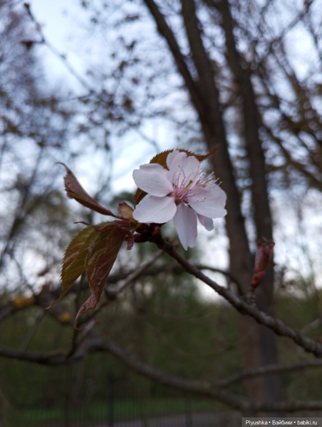 Вечер в Японском саду или неудавшееся Ханами (фото 8)