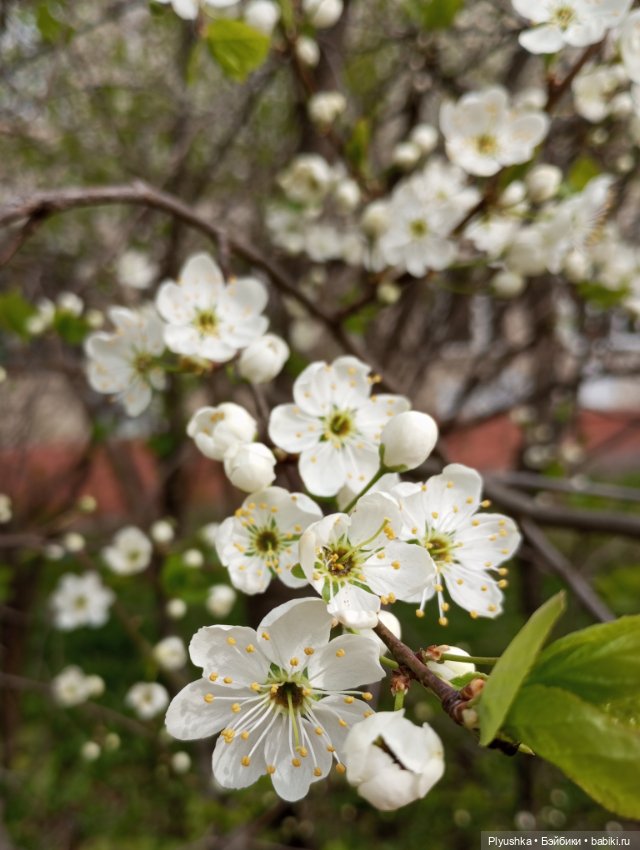 Вечер в Японском саду или неудавшееся Ханами