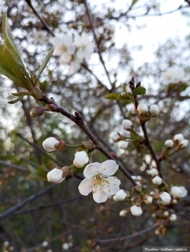 Вечер в Японском саду или неудавшееся Ханами