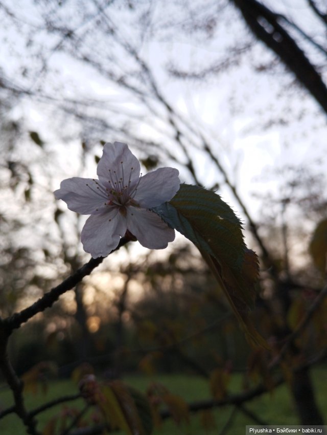 Вечер в Японском саду или неудавшееся Ханами (фото 7)