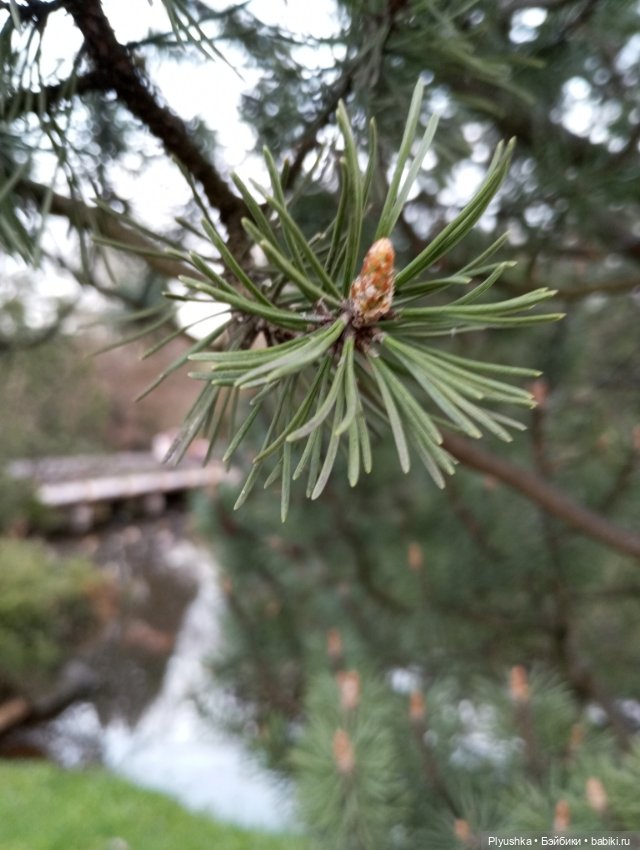 Вечер в Японском саду или неудавшееся Ханами