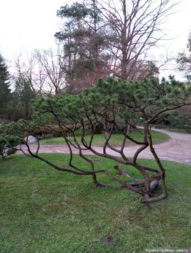 Вечер в Японском саду или неудавшееся Ханами