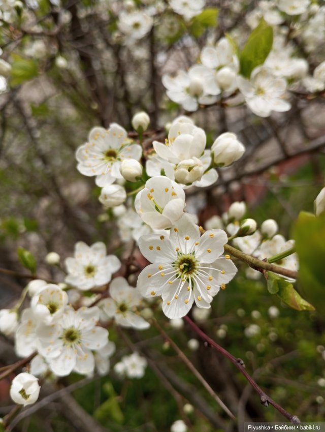Вечер в Японском саду или неудавшееся Ханами