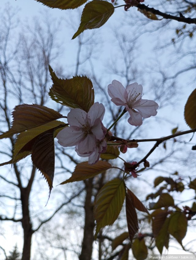 Вечер в Японском саду или неудавшееся Ханами (фото 10)