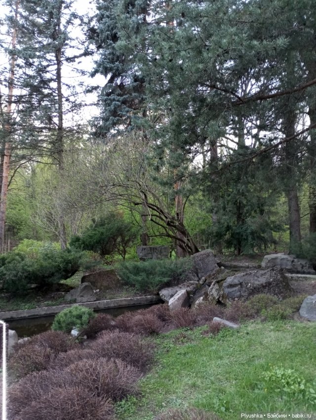 Вечер в Японском саду или неудавшееся Ханами