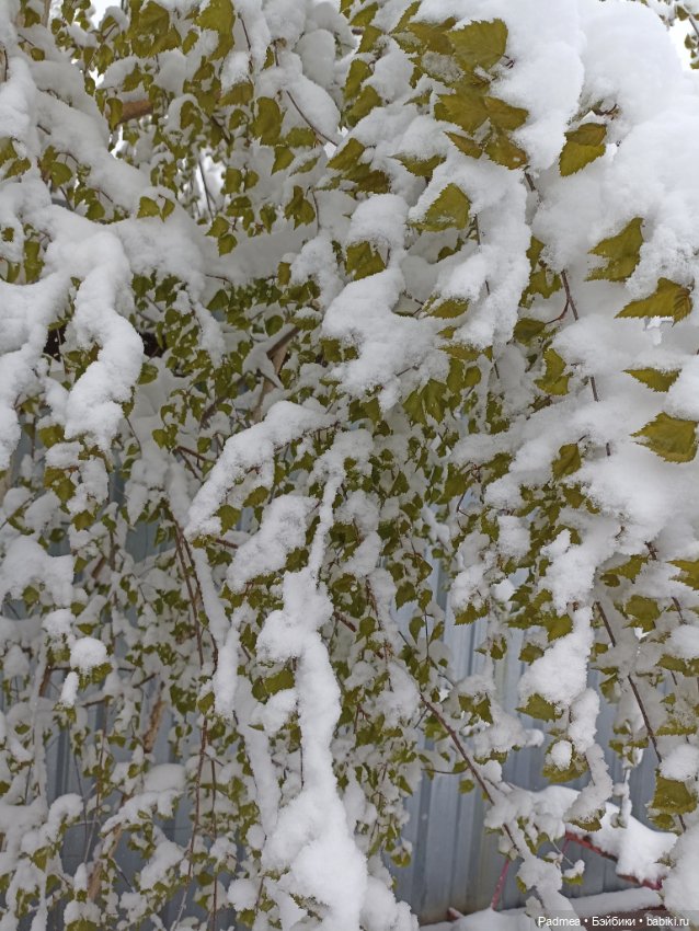 Майский снег Мирки — Куклы Miroxdolls (Оксана Миронова): российские БЖД