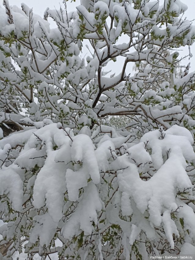 Майский снег Мирки — Куклы Miroxdolls (Оксана Миронова): российские БЖД (фото 4)