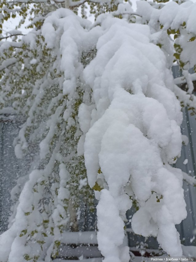 Майский снег Мирки — Куклы Miroxdolls (Оксана Миронова): российские БЖД (фото 2)