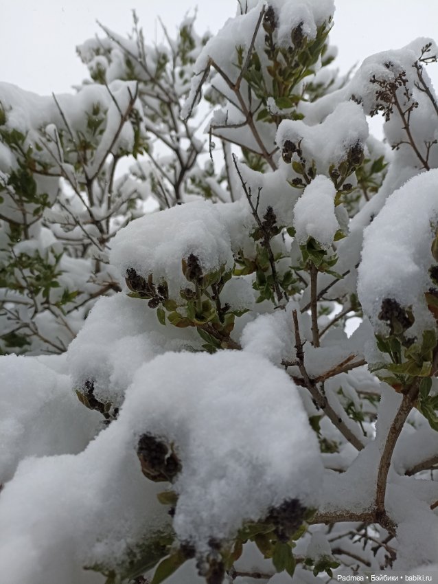 Майский снег Мирки — Куклы Miroxdolls (Оксана Миронова): российские БЖД (фото 3)