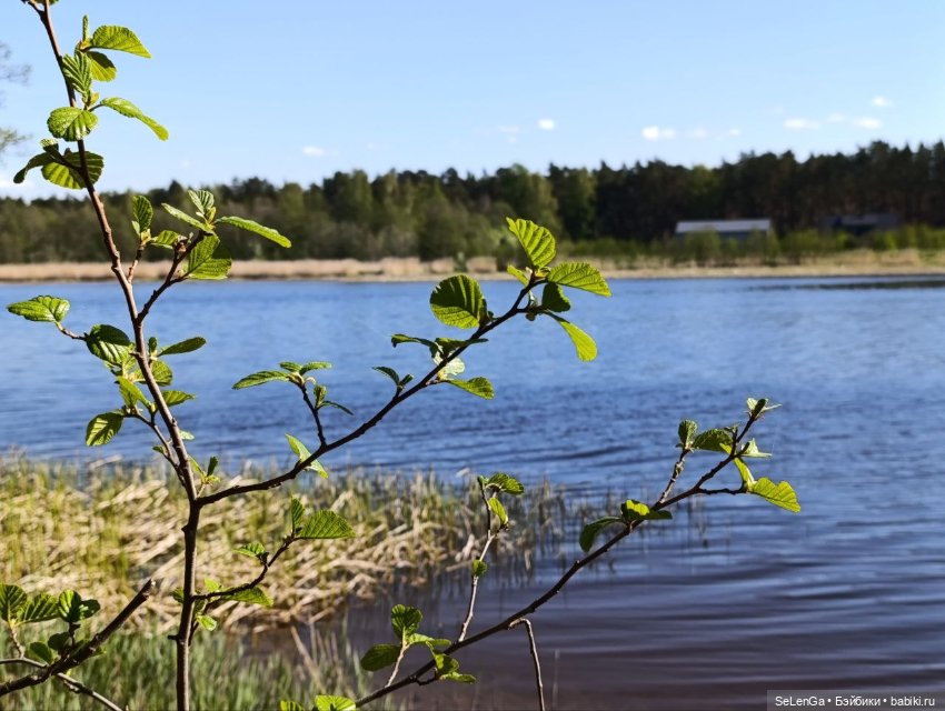 Арсений Ежевика — Куклы Momoko и Ruruko (Petworks