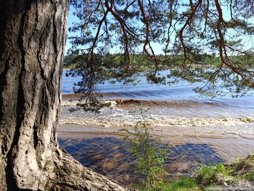 Арсений Ежевика — Куклы Momoko и Ruruko (Petworks