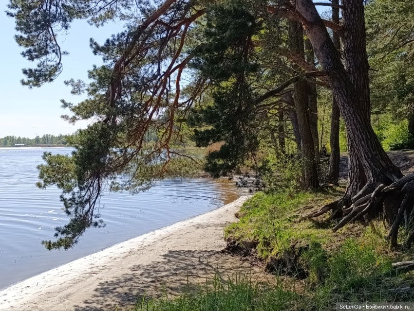 Арсений Ежевика — Куклы Momoko и Ruruko (Petworks