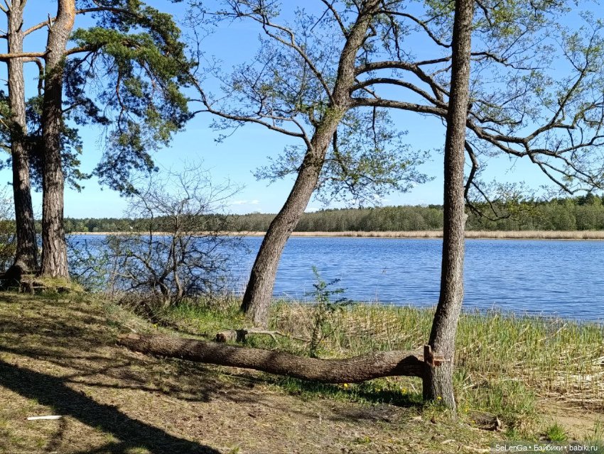 Арсений Ежевика — Куклы Momoko и Ruruko (Petworks (фото 8)