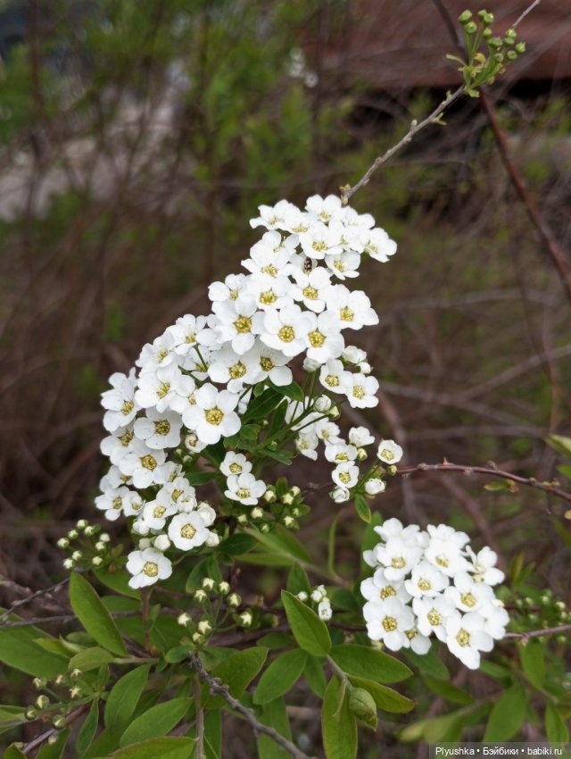 Весеннее, цветочное — Коллекции игровых кукол (Playline): фото полок (фото 3)