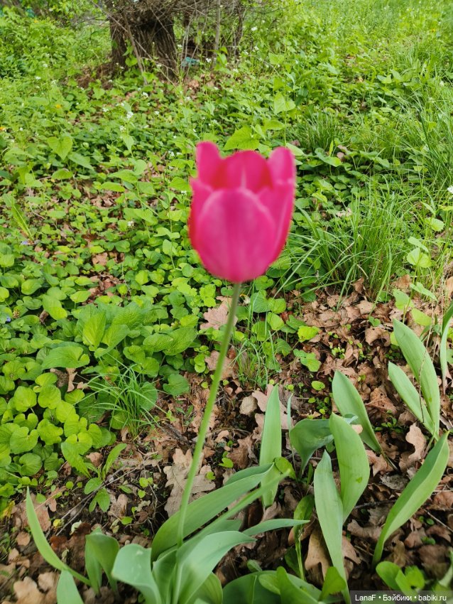 Весна, весна...Эльза вышла погулять! (Пепита pepita Antonio huan) (фото 6)