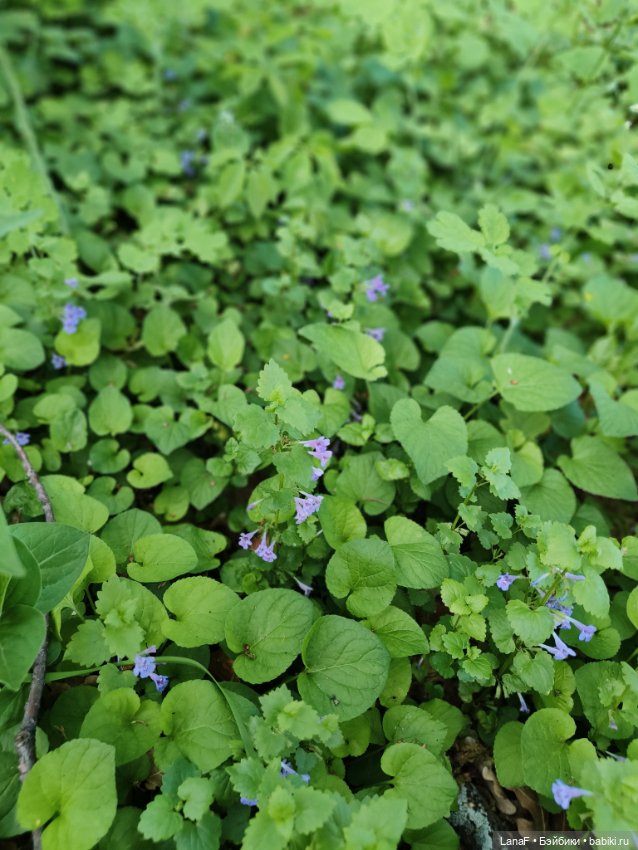 Весна, весна...Эльза вышла погулять! (Пепита pepita Antonio huan)