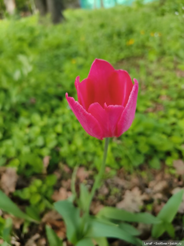 Весна, весна...Эльза вышла погулять! (Пепита pepita Antonio huan) (фото 7)