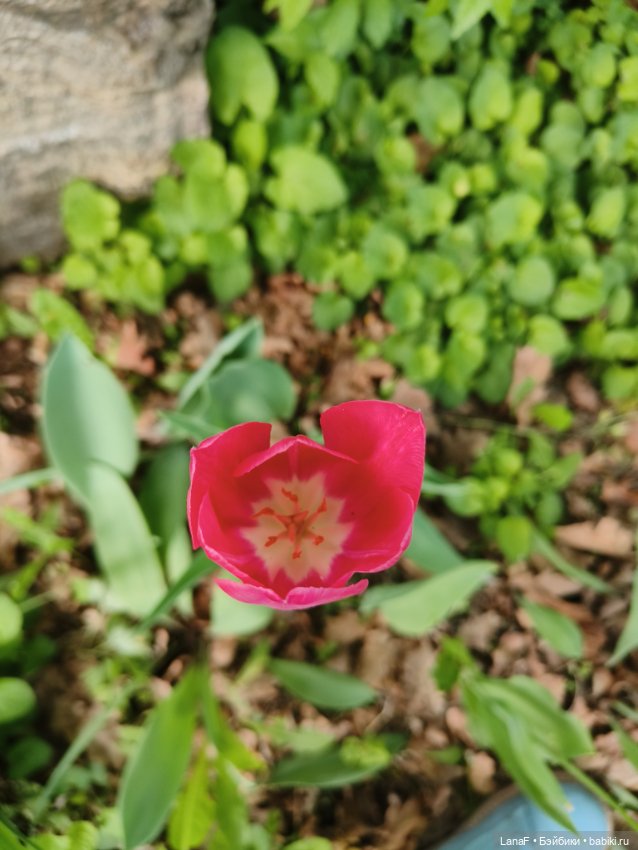 Весна, весна...Эльза вышла погулять! (Пепита pepita Antonio huan) (фото 4)