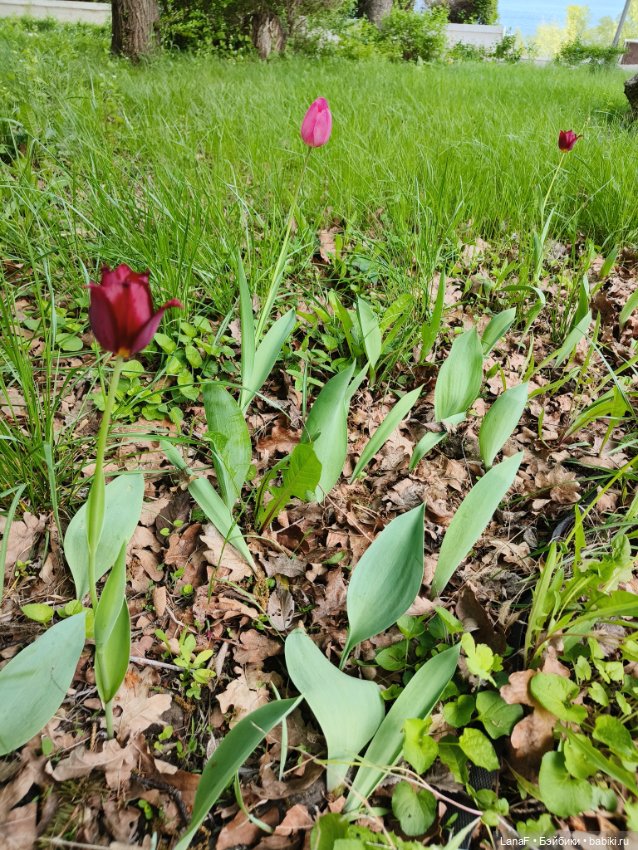 Весна, весна...Эльза вышла погулять! (Пепита pepita Antonio huan) (фото 5)