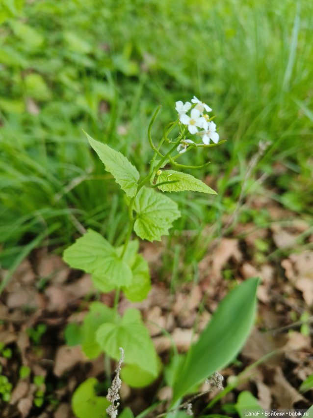 Весна, весна...Эльза вышла погулять! (Пепита pepita Antonio huan) (фото 8)
