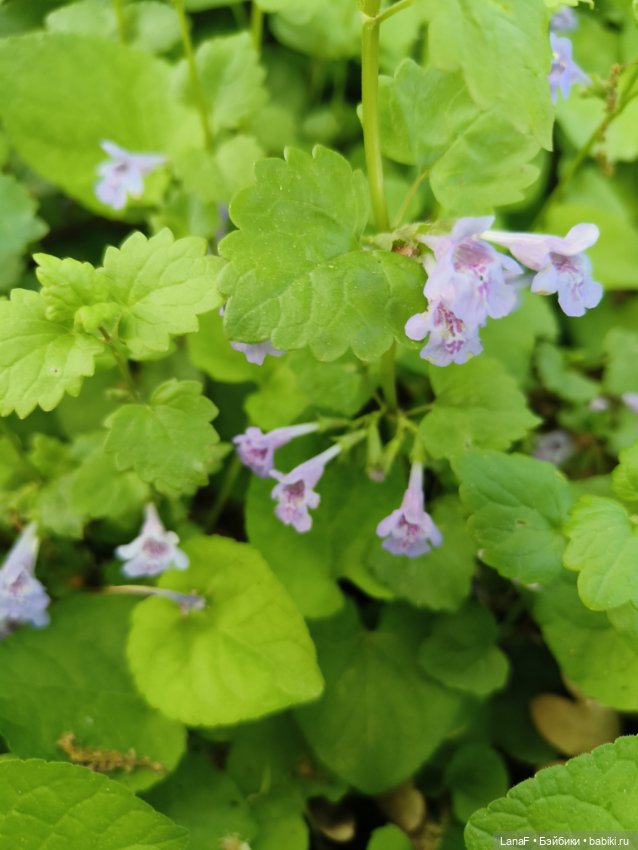 Весна, весна...Эльза вышла погулять! (Пепита pepita Antonio huan)