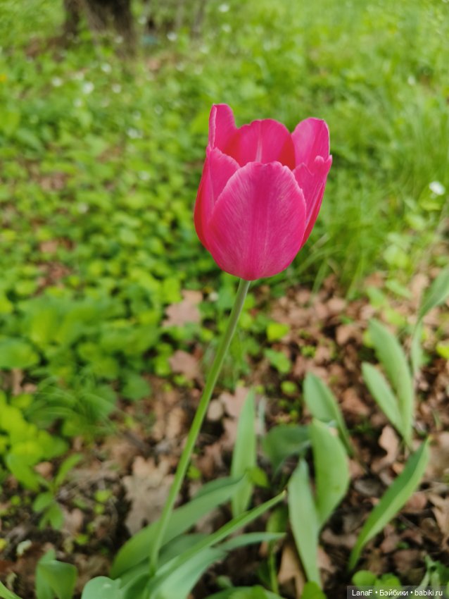 Весна, весна...Эльза вышла погулять! (Пепита pepita Antonio huan) (фото 3)