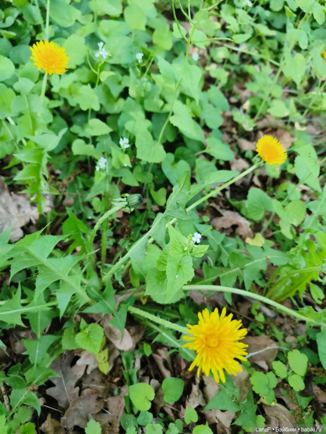 Весна, весна...Эльза вышла погулять! (Пепита pepita Antonio huan) (фото 10)