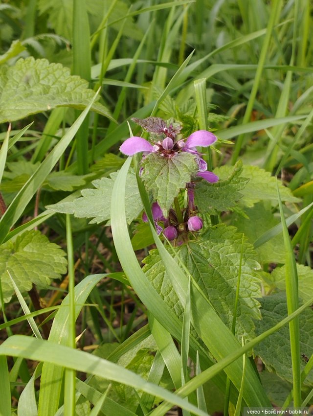 Посылки из за рубежа — Покупки (фото 4)