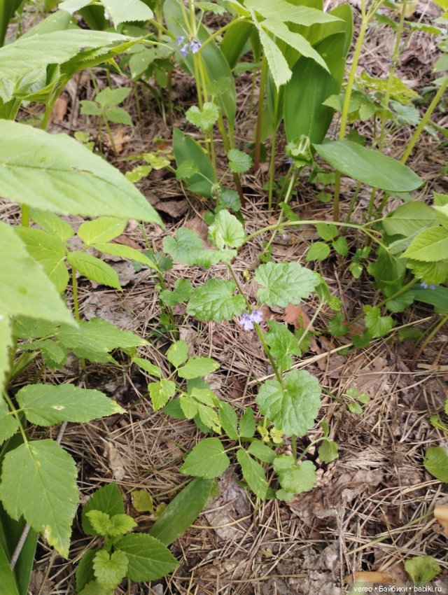 Посылки из за рубежа — Покупки